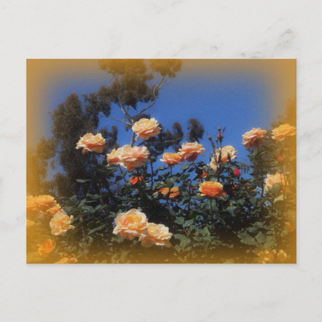 Cartão Postal Cartão-postal Rosa Amarelo Sunny (Frente)