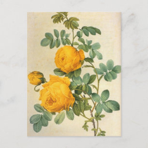 Cartão Postal Cartão-postal Rosa Amarelo Vintage Art