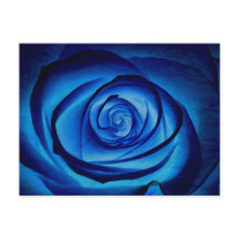 Cartão-postal Rosa azul