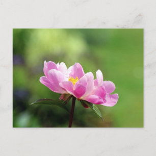 Cartão Postal Cartão-postal rosa bonito