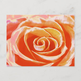 Cartão Postal Cartão-postal rosa cor-de-rosa-rosa-pente