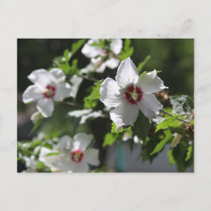Cartão Postal Cartão-postal rosa da Sharon