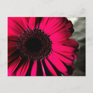 Cartão Postal Cartão-postal Rosa Daisy