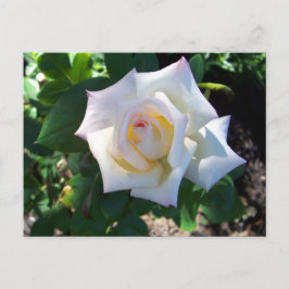 Cartão Postal Cartão-postal Rosa de Verão Branco