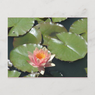 Cartão Postal Cartão-postal rosa e amarelo