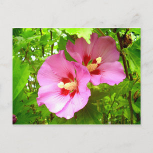 Cartão Postal Cartão-postal Rosa Hibiscus