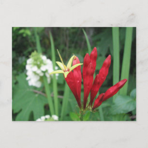 Cartão Postal Cartão-postal rosa indiano