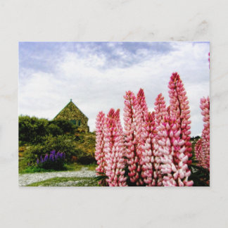 Cartão Postal Cartão-postal Rosa @ Lake Tekapo Nova Zelândia