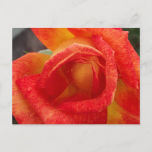 Cartão Postal Cartão-postal Rosa Laranja e Amarelo