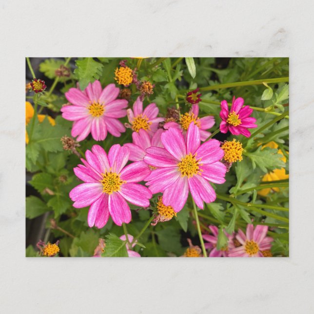 Cartão Postal Cartão-postal rosa-margarida ©️ Diane Heller, 2023 (Frente)