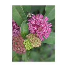 Cartão-postal rosa Milkweed