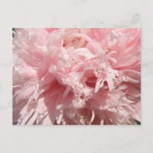 Cartão Postal Cartão-postal rosa pálido e bonito
