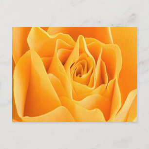 Cartão Postal Cartão-postal rosa Petal