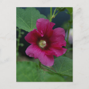 Cartão Postal Cartão-postal Rosa Rosa Rosa-Rosa da Sharon