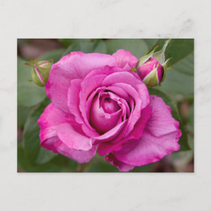 Cartão Postal Cartão-postal Rosa Rosa Rosa Rosa rosa Design