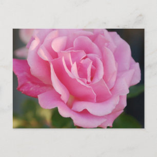 Cartão Postal Cartão-postal Rosa Rosa Rosa Rosa Rosa Rosa