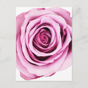 Cartão Postal Cartão-postal Rosa Rosa Rosa Rosa Rosa Rosa