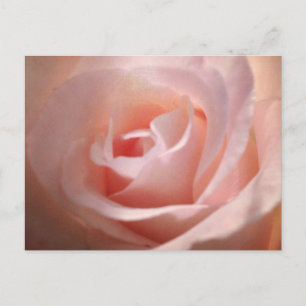 Cartão Postal Cartão-postal Rosa Rosa Rosa Rosa Rosa Rosa Rosa
