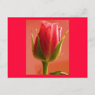 Cartão Postal Cartão-postal Rosa Rosa Rosa Rosa Rosa Rosa Rosa R