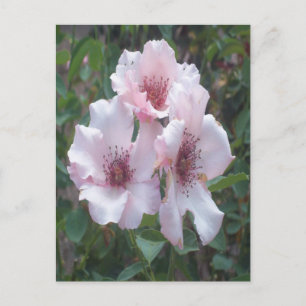 Cartão Postal Cartão-postal Rosa Rosado