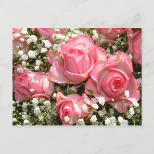Cartão Postal Cartão-postal Rosa Rosado