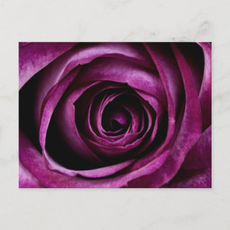 Cartão Postal Cartão-postal Rosa roxo profundo