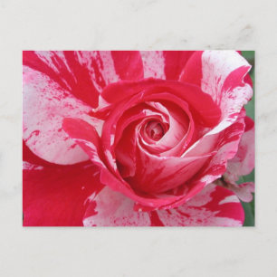 Cartão Postal Cartão-postal Rosa vermelho e branco