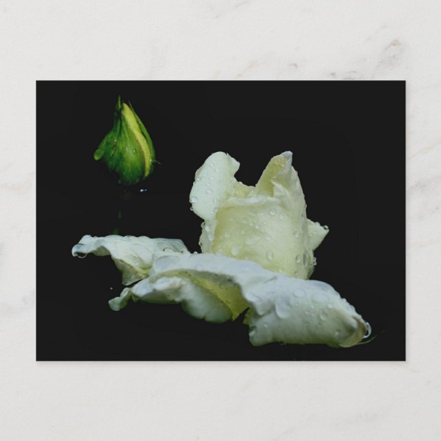 Cartão Postal Cartão-postal Rosebud Após Chuva (Frente)