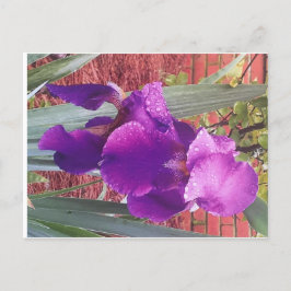 Cartão Postal Cartão-postal Roxo Japonês