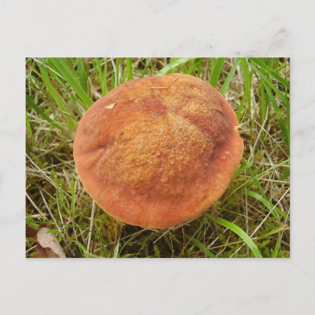 Cartão Postal Cartão-postal Ruby Bolete Mushroom (Frente)