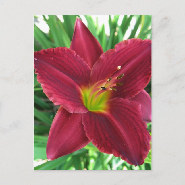 Cartão Postal Cartão-postal Ruby Red Daylily (Frente)