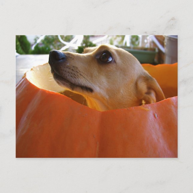 Cartão Postal Cartão-postal Rufus Pumpkin (Frente)