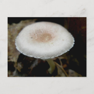 Cartão Postal Cartão-postal Russet & Cream Mushroom
