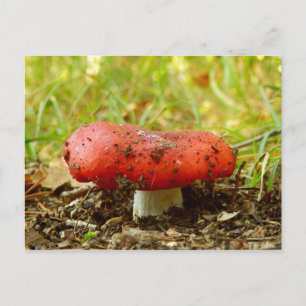 Cartão Postal Cartão-postal Russula Emetica