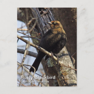 Cartão Postal Cartão-postal Rusty Blackbird