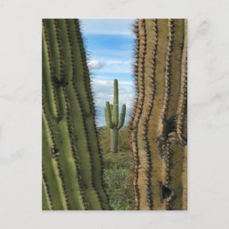 Cartão Postal Cartão-postal Saguaro Cactus