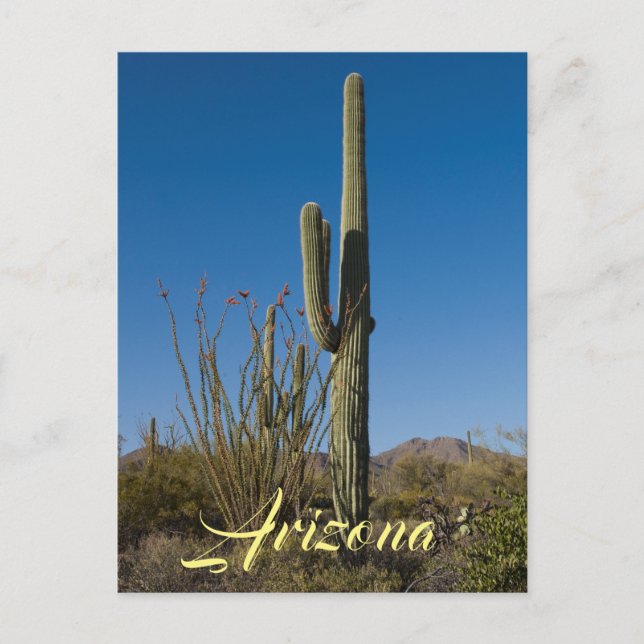 Cartão Postal Cartão-postal Saguaro Cactus (Frente)