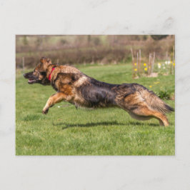 Cartão Postal Cartão-postal saltando German shepherd Cão Alsacia