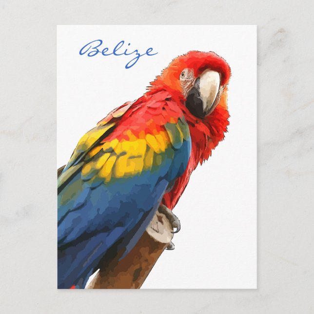 Cartão Postal Cartão-postal Scarlet Macaw Belize (Frente)