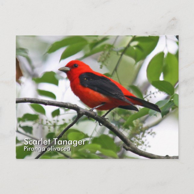Cartão Postal Cartão-postal Scarlet Tanager (Frente)