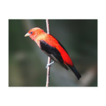 Cartão-postal Scarlet Tanager