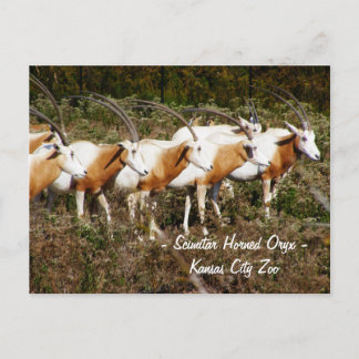 Cartão Postal Cartão-postal Scimitar Horned Oryx