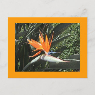 Cartão Postal Cartão-postal segundo Pássaro do Paraíso