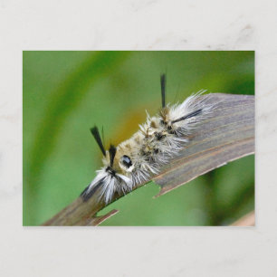 Cartão Postal Cartão-postal sem título