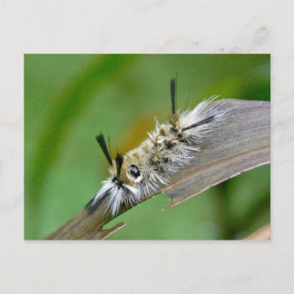 Cartão Postal Cartão-postal sem título