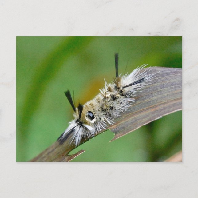 Cartão Postal Cartão-postal sem título (Frente)