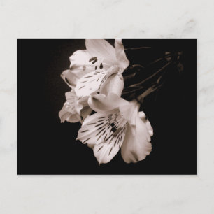 Cartão Postal Cartão-postal Sepia Alstroemeria Lily