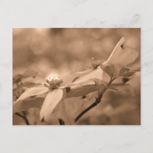 Cartão Postal Cartão-postal Sepia Dogwood Blossomo Fotografia F
