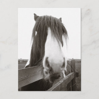 Cartão Postal Cartão-postal Sepia Horse