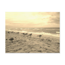 Cartão-postal Sepia Seagull